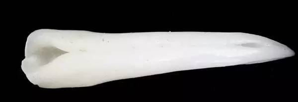 原来，这些救治毒蛇咬伤的方法都不靠谱