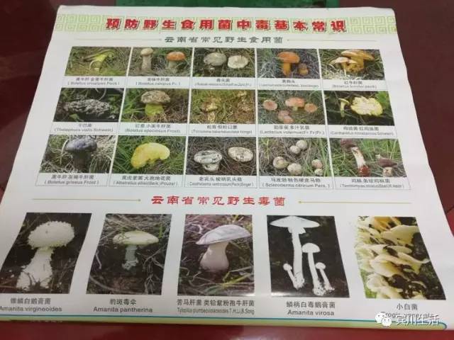 请不要对着手机流口水\^O^/宾川鸡足山正疯长的野生菌