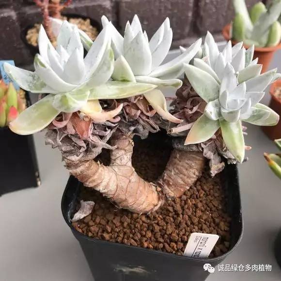 2022年国内多肉展览会,日本限时特卖会