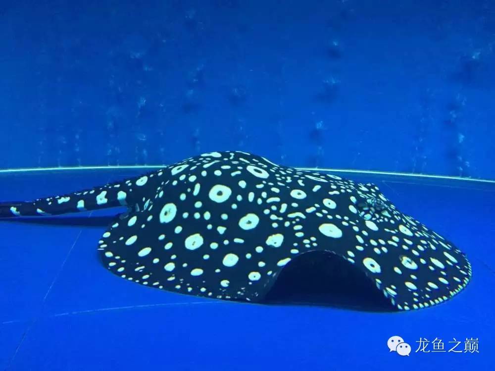 魟鱼养殖技术检疫,魟鱼入缸多久加硝化细菌