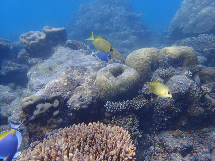 马尔代夫哈库拉岛好不好,马尔代夫哈库拉岛6日自助游