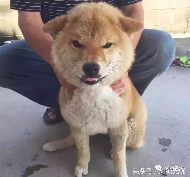 所有的狗狗都有尴尬期吗,科普狗狗知识