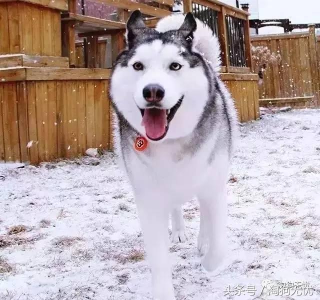 所有的狗狗都有尴尬期吗,科普狗狗知识