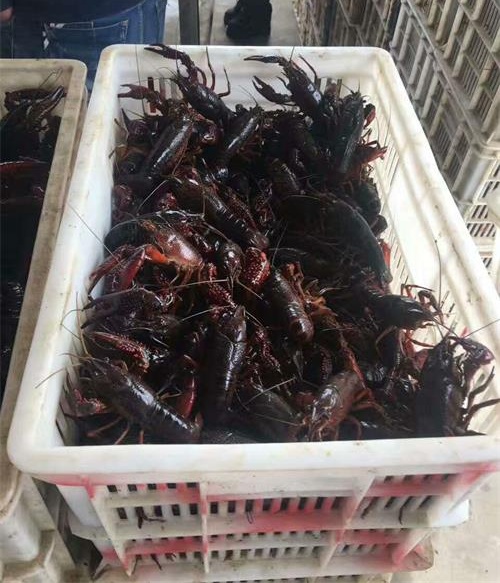 为什么有人养殖小龙虾年入几十万，有人却在倒亏钱？大家一定要注意养殖小龙虾的几个关键点！