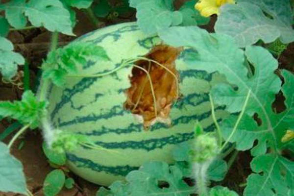 一群喜鹊祸害庄稼视频,怎么防喜鹊偷鸡蛋