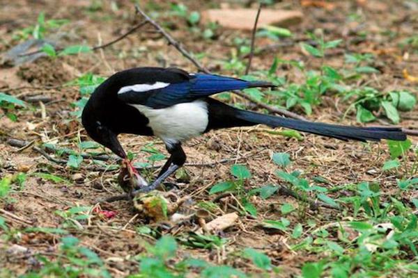 一群喜鹊祸害庄稼视频,怎么防喜鹊偷鸡蛋