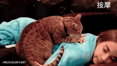 猫奴必备7个养猫绝技,猫奴必备的7个养猫技巧