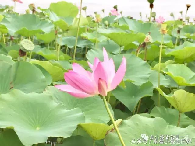 高淳去南京玩,高淳看荷花