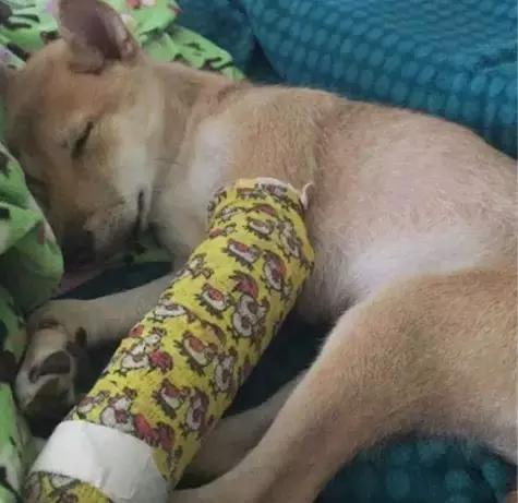 受了伤的狗狗,汪星人受伤真相