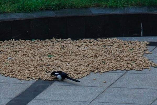 一群喜鹊祸害庄稼视频,怎么防喜鹊偷鸡蛋