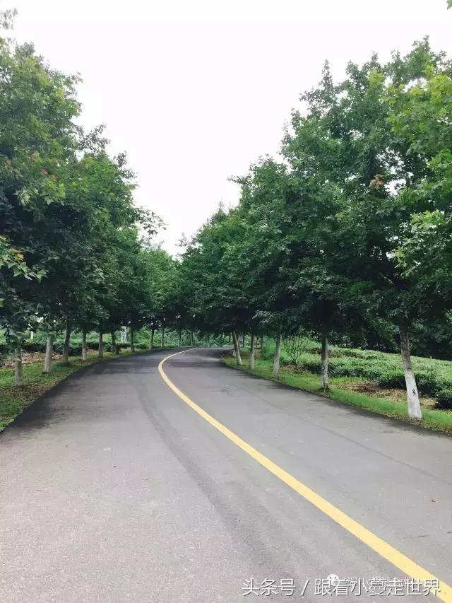 高淳去南京玩,高淳看荷花