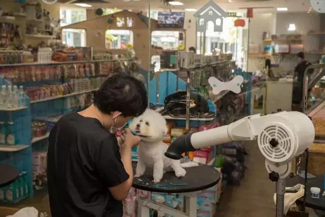 狗生如梦｜ONE实验室