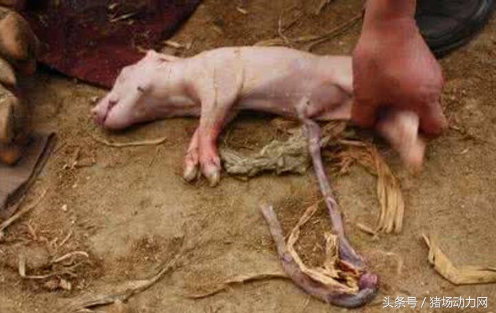 猪疝气的原因及治疗方法,新生仔猪肚脐带怎么处理