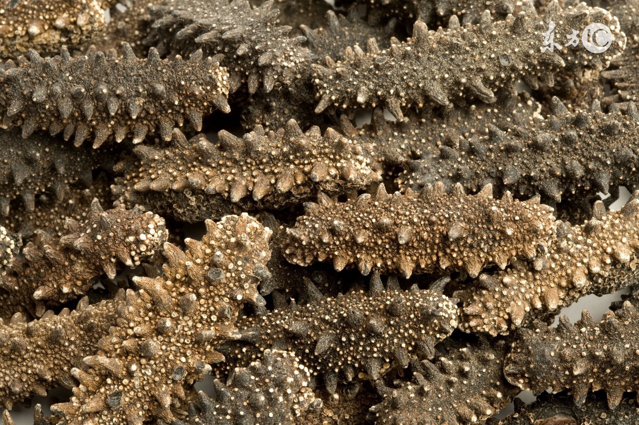 国外的海参没有国内的好,进口海参和国产海参区别