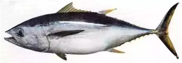 新西兰十大顶级食材,新西兰海鲜有哪些品类