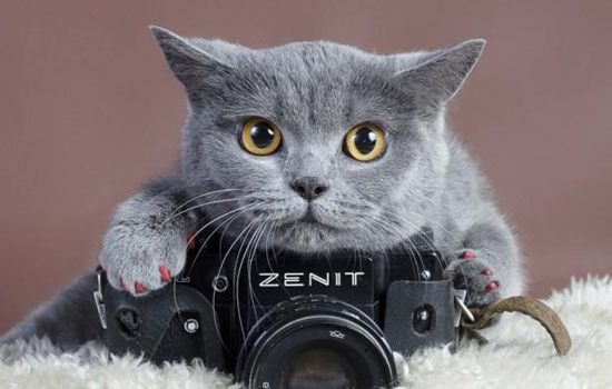 养猫经验猫咪经常便秘怎么办,老年猫便秘吃什么猫粮