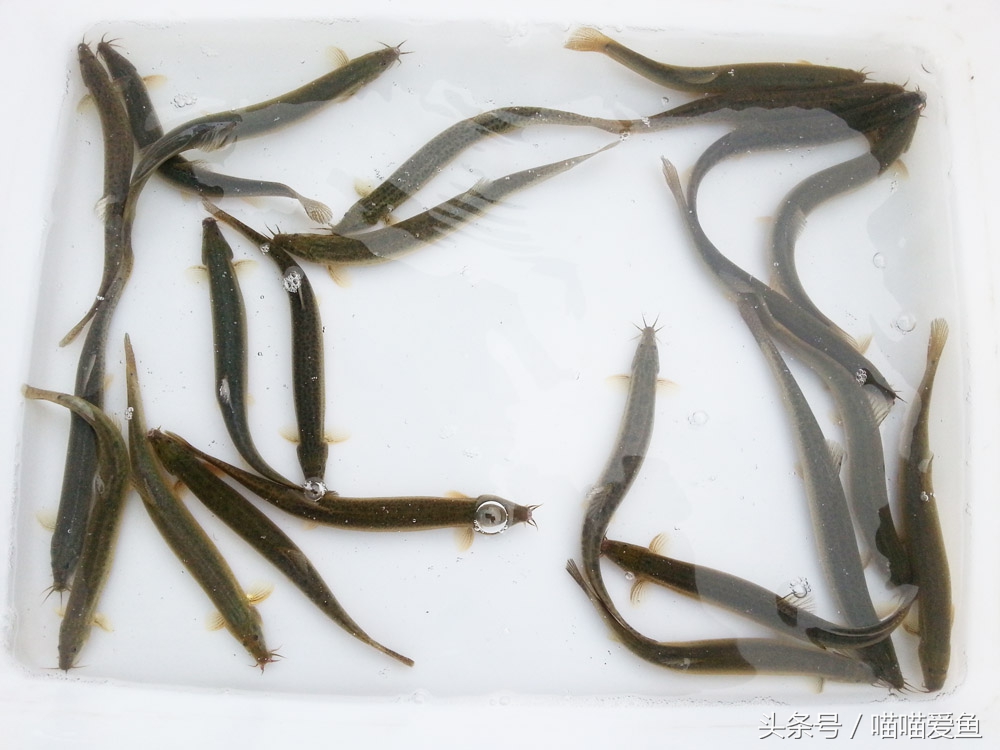 池塘养泥鳅一亩要投资多少钱,养泥鳅一亩水面要多少钱泥鳅苗