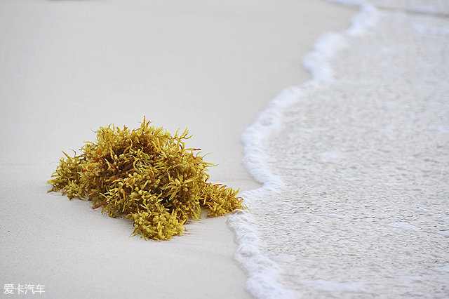 海陆皆猛虎路虎百慕大美洲帆船赛之旅