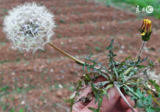 公婆看不起我们,公婆看不起我需要去讨好吗