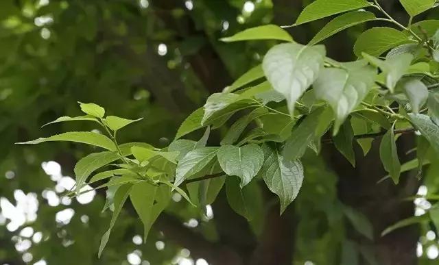 美白丸深度分析,美白丸真实测评丸美