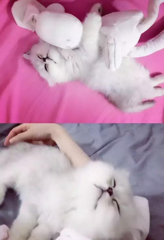 猫咪睡姿大作战,猫咪大字型睡姿图片