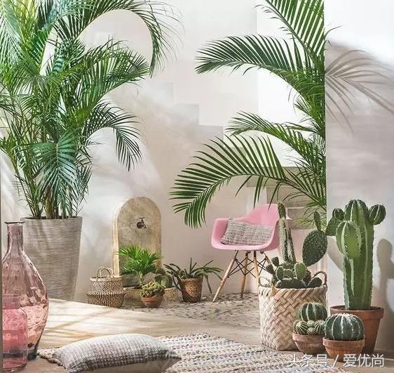 凤尾竹叶尖变黄发干怎么挽救,凤尾竹叶尖发黑变干怎么办