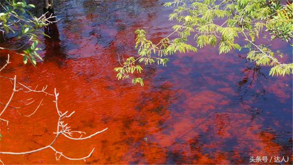 达人J：巴西的盛宴