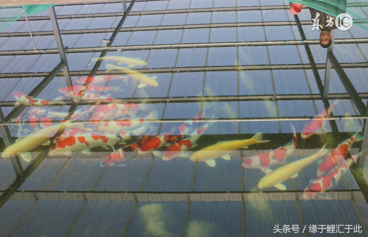 你家的鱼长过痘痘吗？