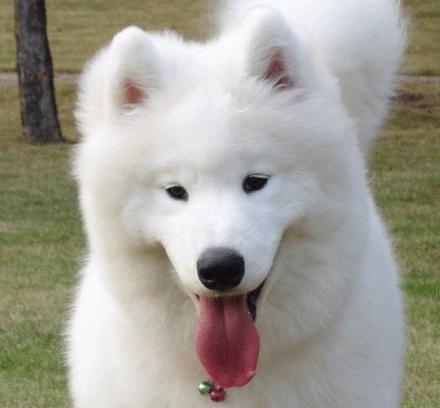 世上有多少种狗狗,世上有几种狗狗叫什么名字