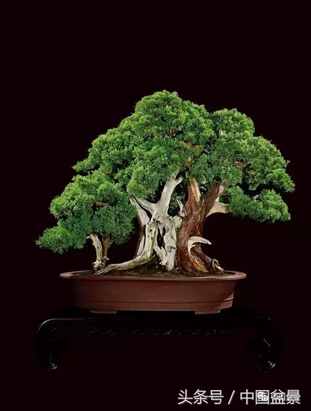 全国盆景拍卖前十 (盆景拍卖专场)