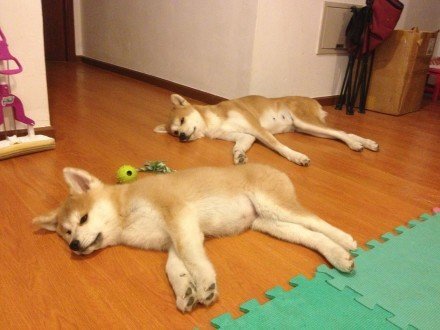 秋田犬怎么养和训练,秋田犬的正确喂养方法