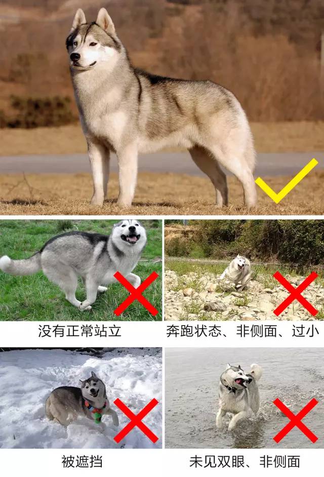 办狗证去别的城市怎么办,办狗证和不办狗证的区别