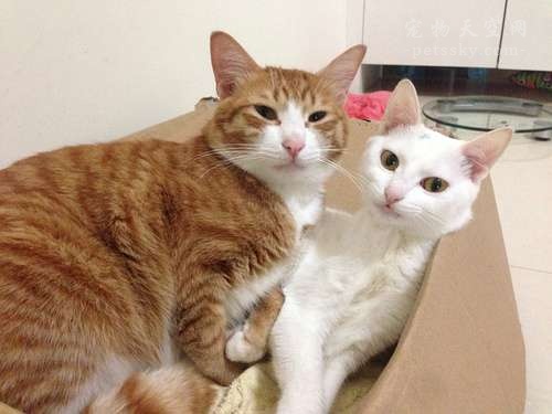 遇到猫咪踩奶,遇到一只会踩奶的猫