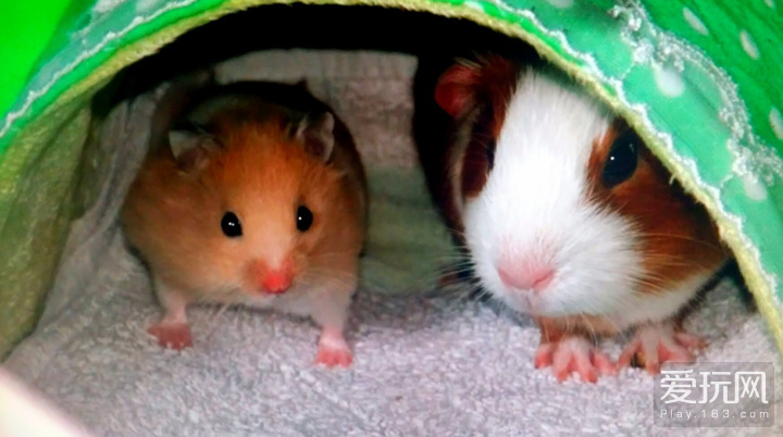 爱玩看世界：游戏会误导饲养宠物的方法？