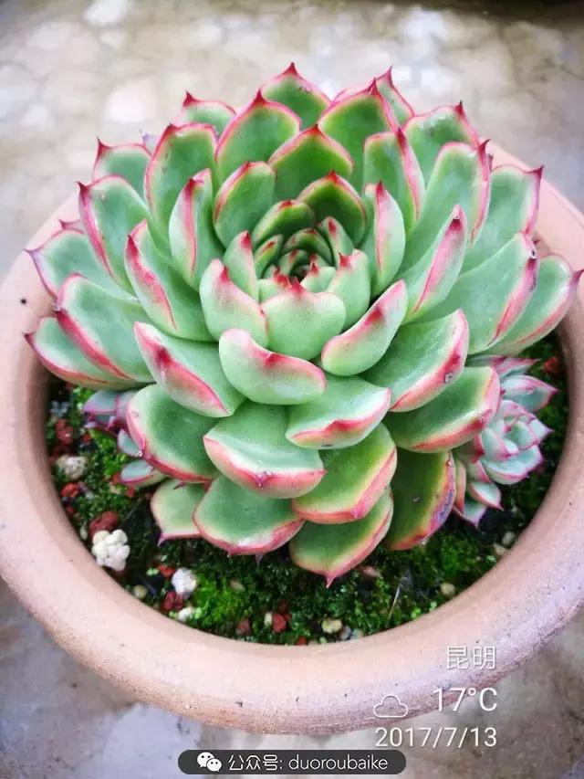 苔藓与多肉,多肉与苔藓的巧妙组合