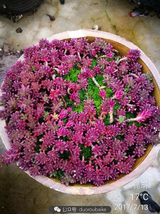 苔藓与多肉,多肉与苔藓的巧妙组合