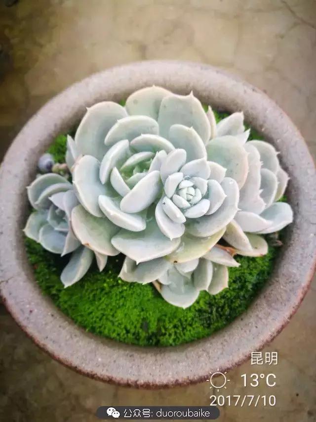 苔藓与多肉,多肉与苔藓的巧妙组合