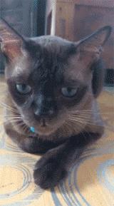 猫咪眼睑内翻解决办法,猫咪下眼睫毛内翻割眼皮后闭不上