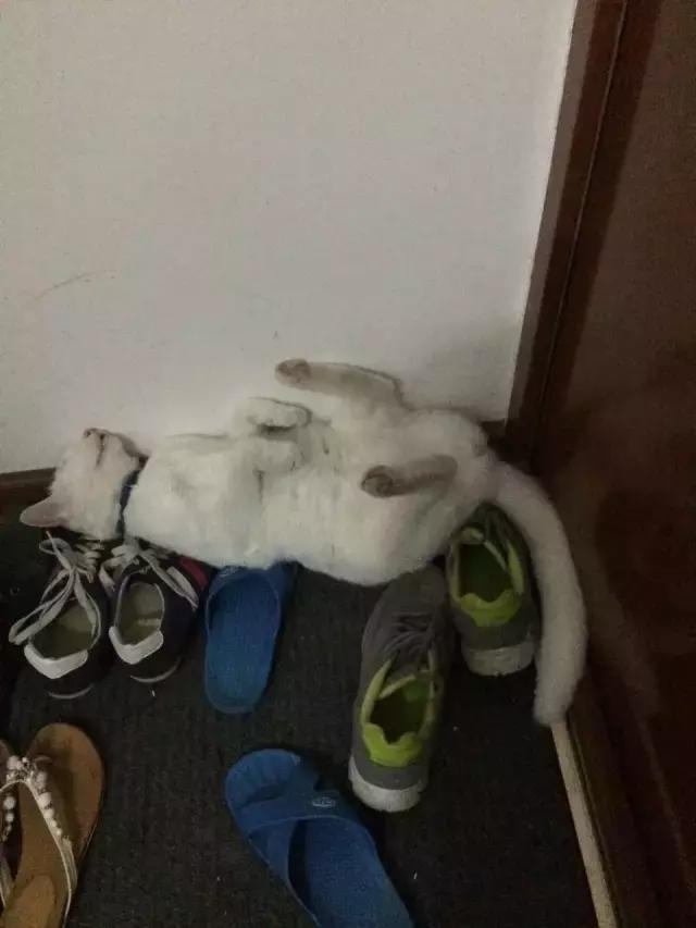 猫咪睡姿大作战,猫咪大字型睡姿图片