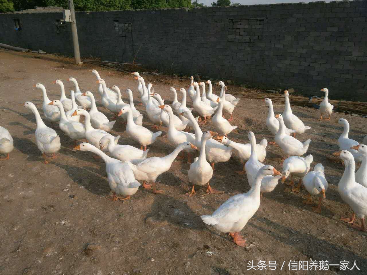 鹅软颈病的症状和治疗方法,鹅肉毒梭菌怎么治