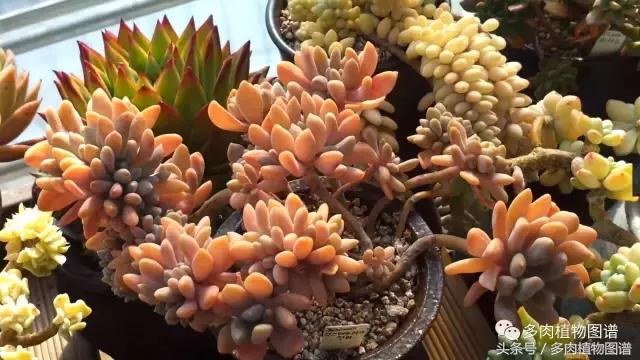 满阳台的多肉,满阳台多肉