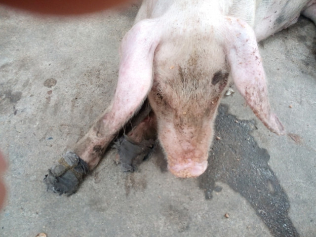 猪脑炎怎么治疗最好最快最有效,猪脑炎有什么症状用什么药