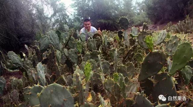 你不知道的仙剑三花絮,你不知道的仙品