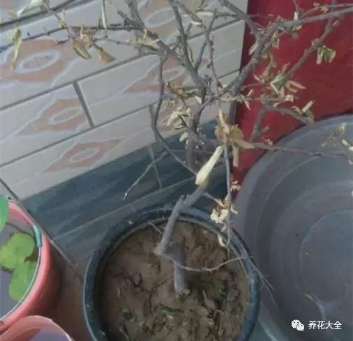 植物起死回生 (让植物起死回生的小妙招)