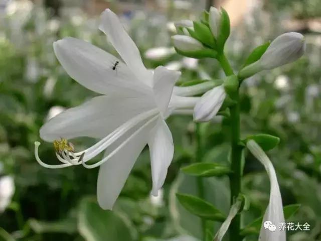 植物起死回生 (让植物起死回生的小妙招)