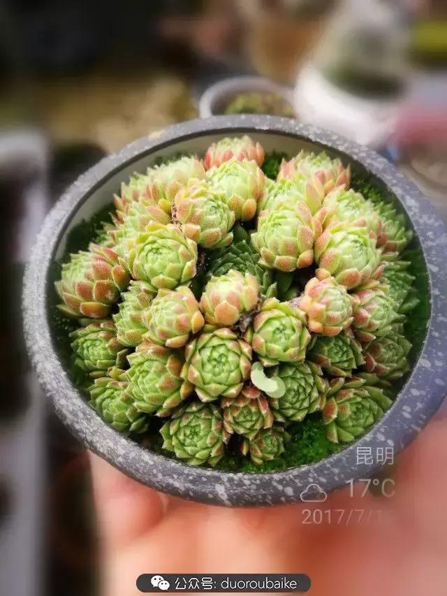 苔藓与多肉,多肉与苔藓的巧妙组合