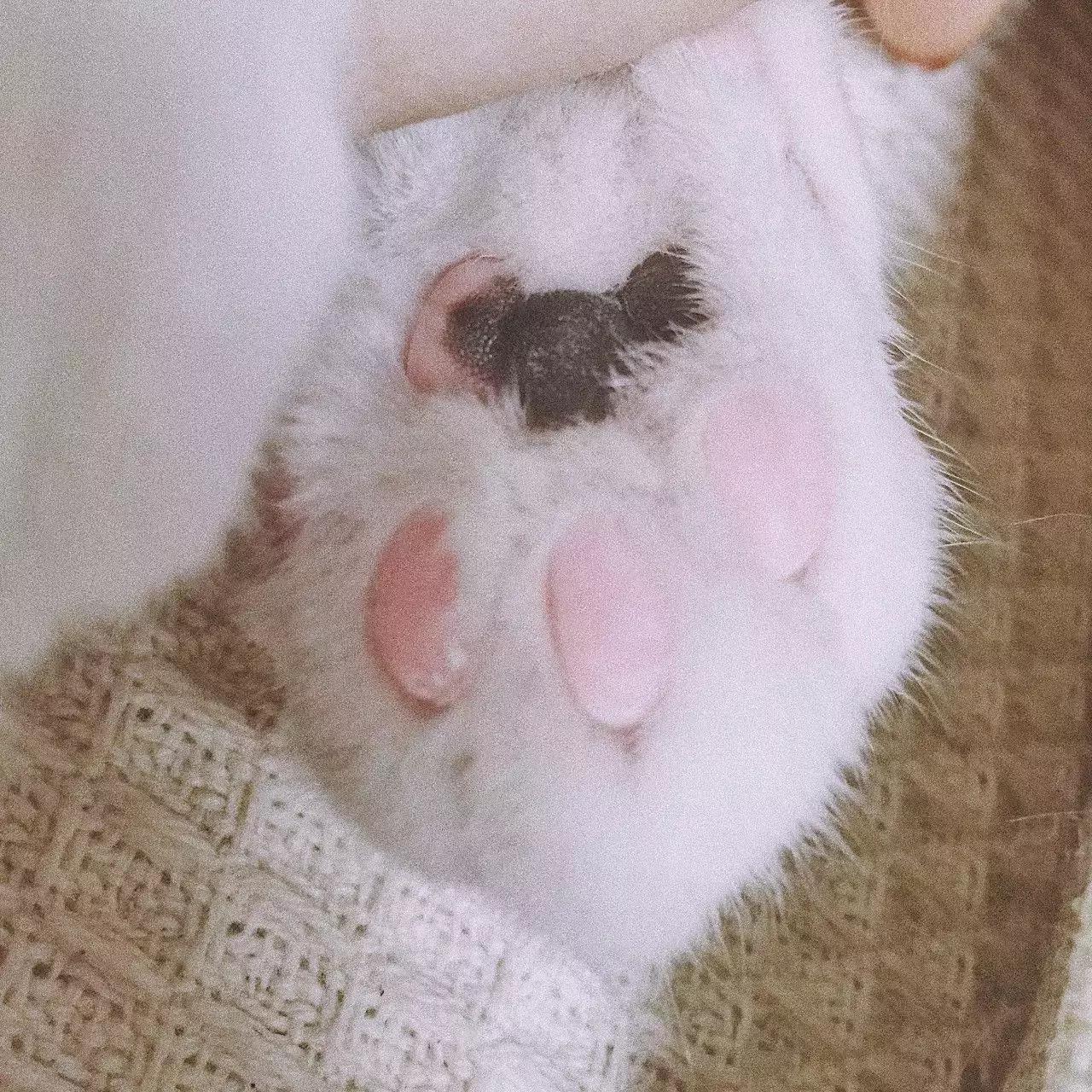 猫爪肉球形状判断猫咪性格,猫咪肉球颜色决定猫咪性格