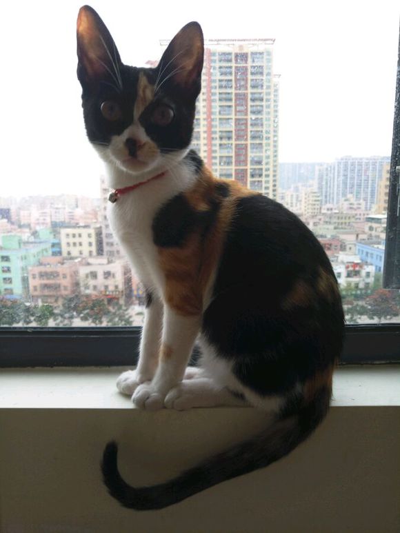 猫咪摔下七楼一瘸一拐状态很好,猫咪不慎从高楼坠落