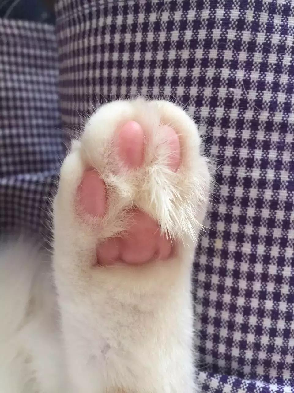 猫爪肉球形状判断猫咪性格,猫咪肉球颜色决定猫咪性格