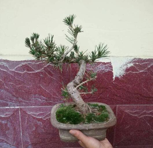 单杆式文人型精品黑松盆景 (黑松盆景用深盆还是用浅盆)